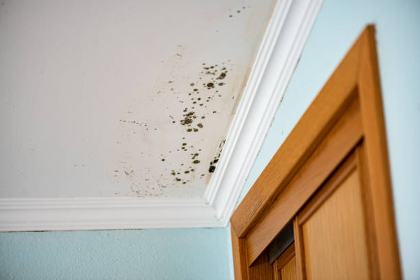 Best DIY Mold Remediation in Moville, IA